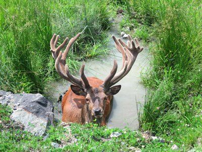 Wild wood canada