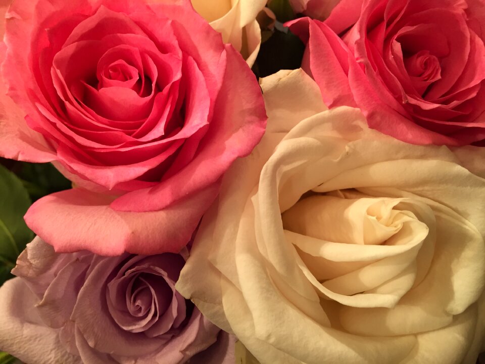 Petal romance romantic