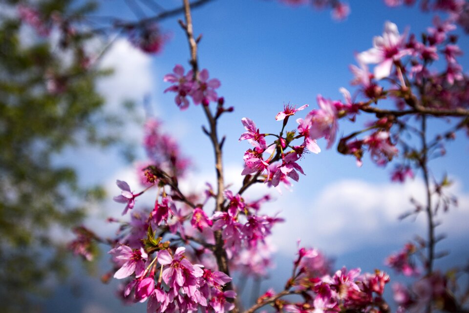 Spring floral