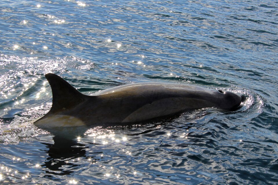 Whale mar antarctica