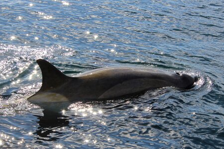 Whale mar antarctica