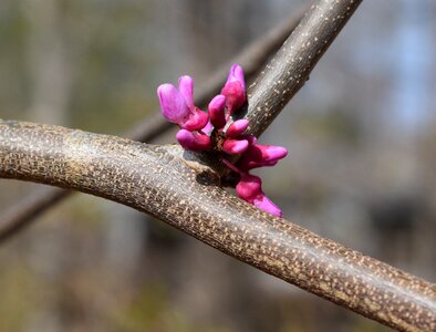 Flower blossom bloom