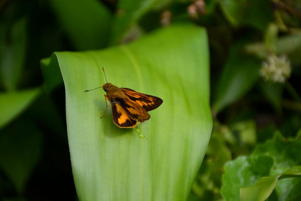 Bug nature fauna