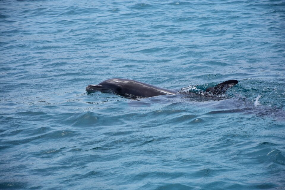 Dolphins swim ocean