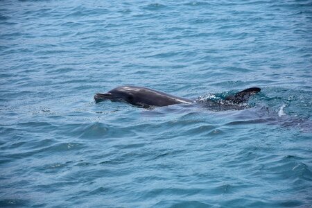 Dolphins swim ocean photo