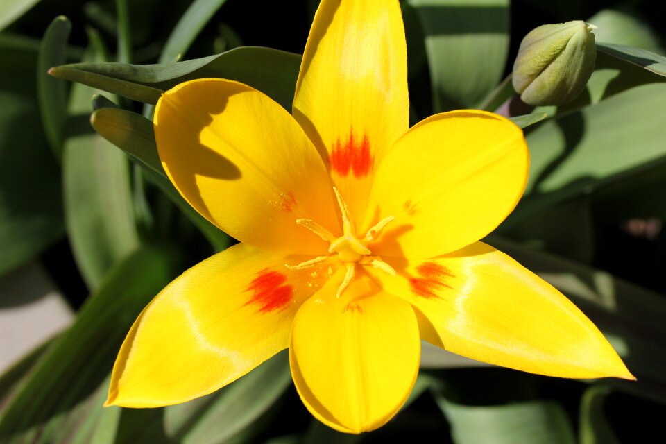 Plant spring yellow