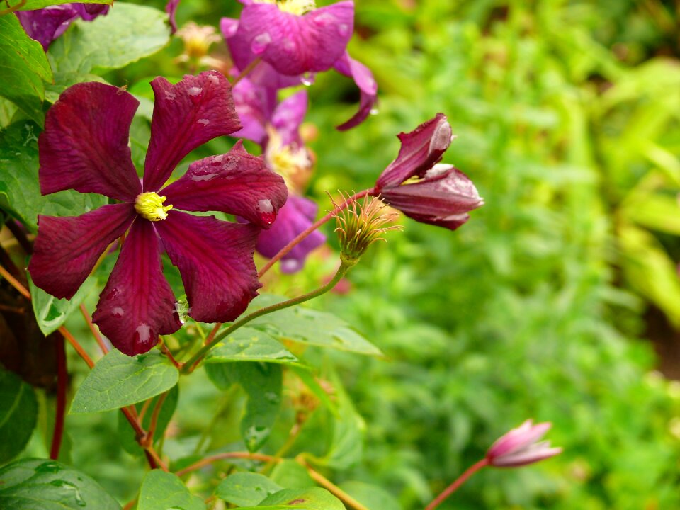 Purple flower violet photo