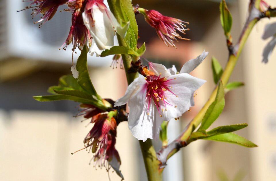Garden white flowers flowering