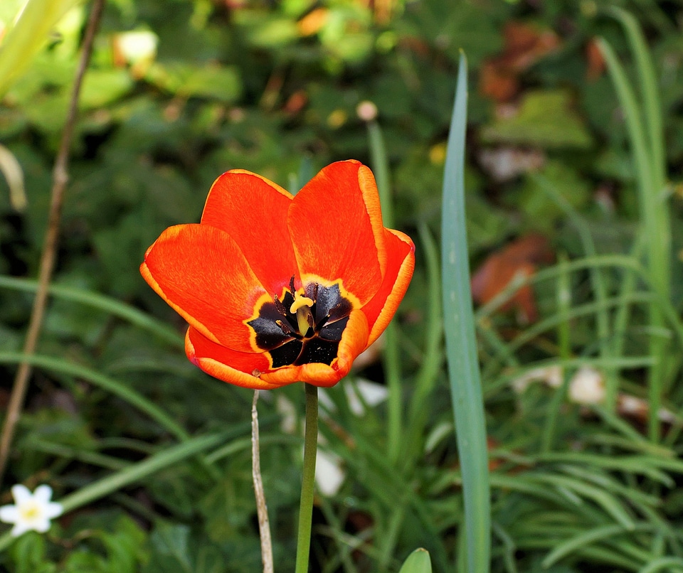 Bloom red yellow free standing