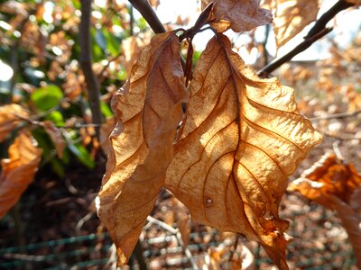 Shadow leaves structure