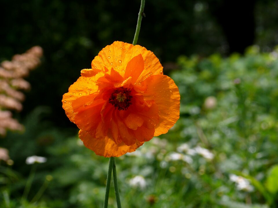 Flowers botanical garden orange