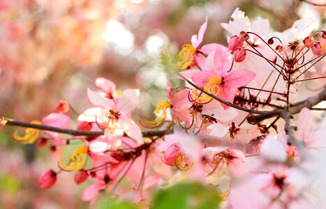 Nature pink mezzanine photo