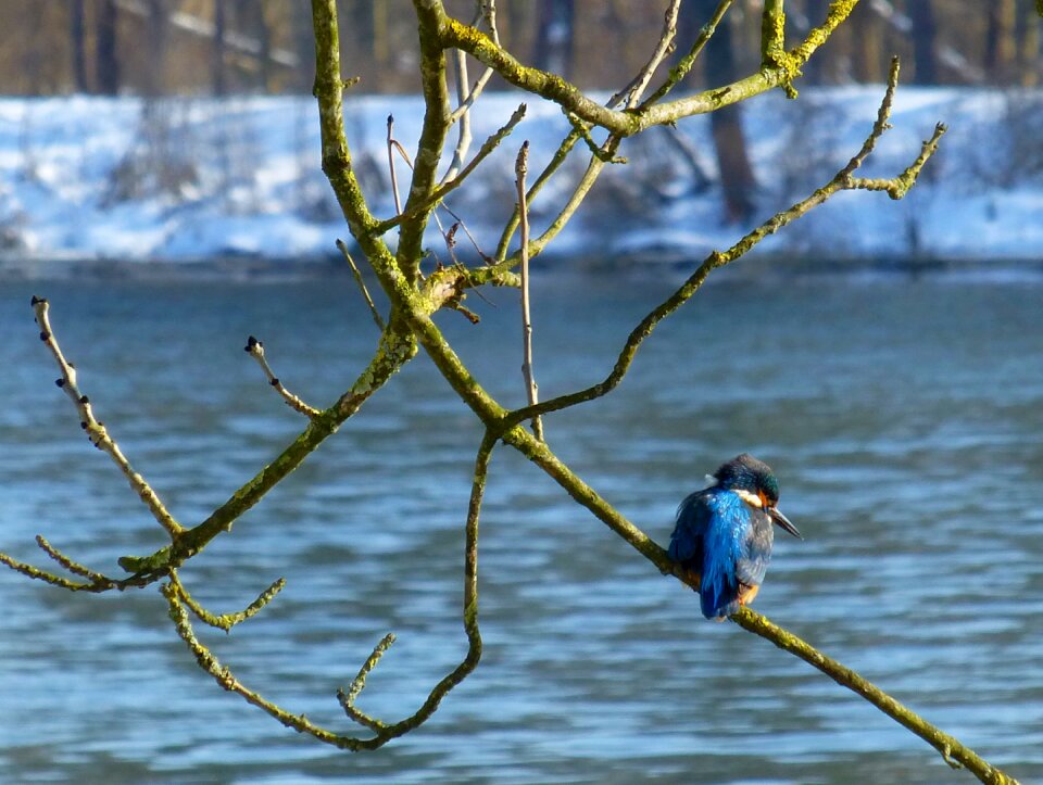 Bird danube winter