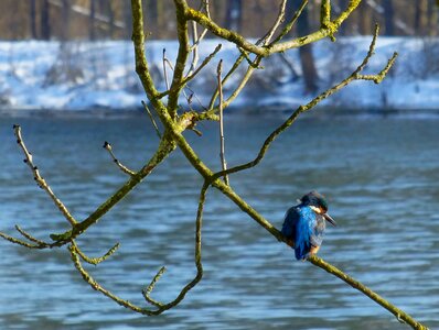 Bird danube winter