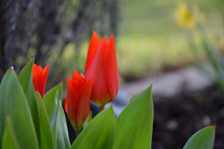Spring april march