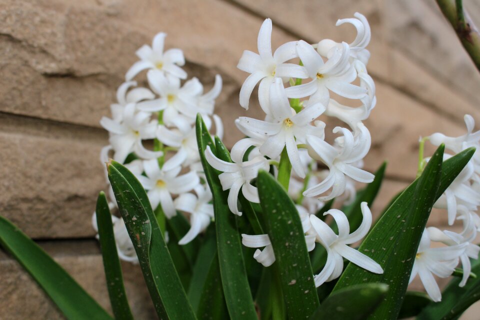 Urban blooming unexpected