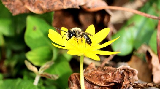 Yellow flower nature
