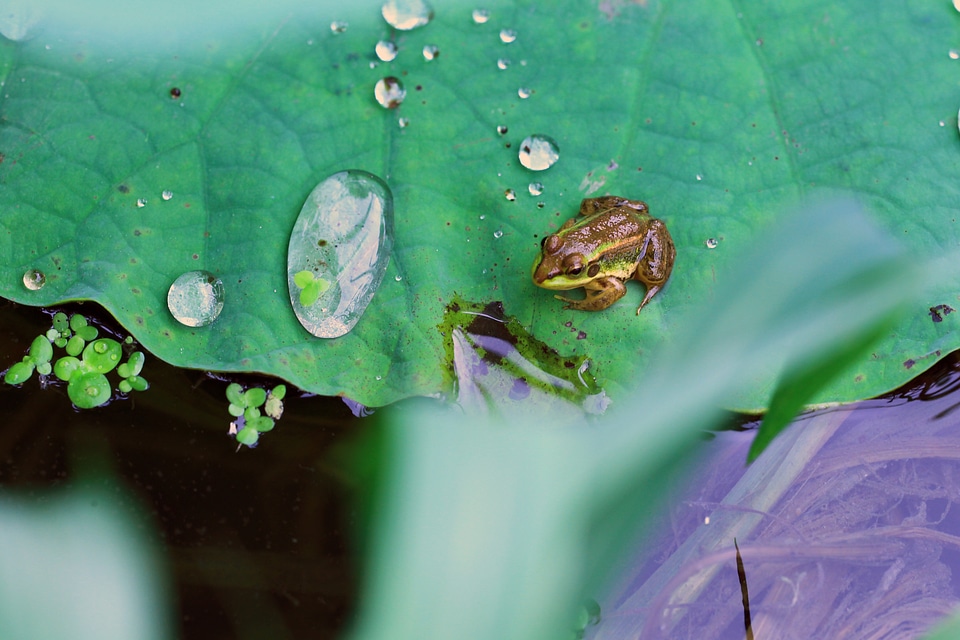 Water trickle siheung