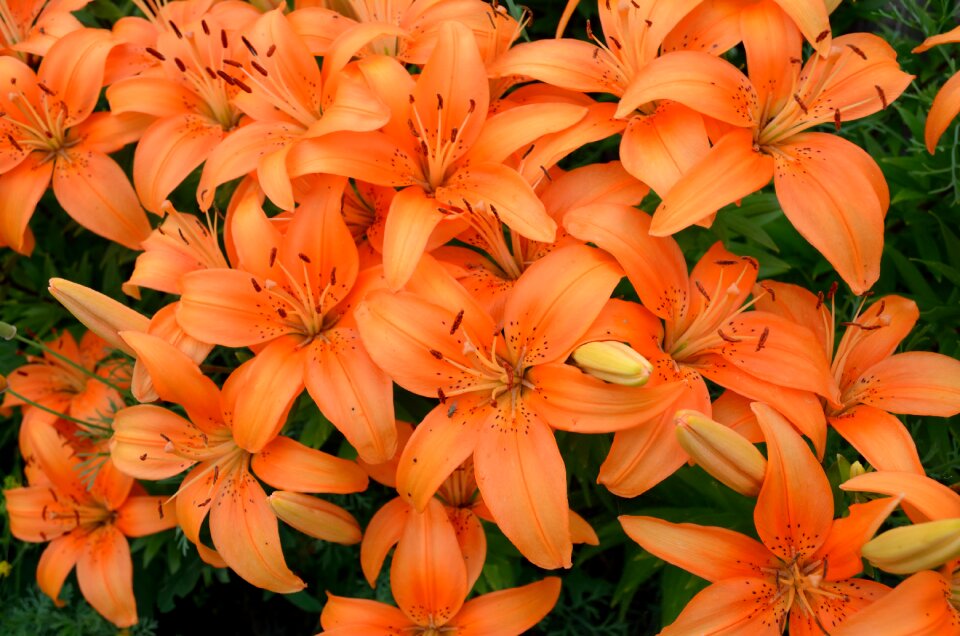 Beautiful flower dacha summer flowers