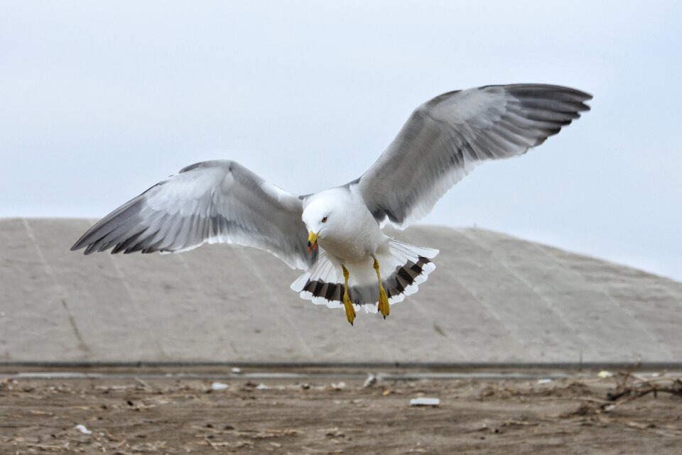 Seagull seabird wild animal