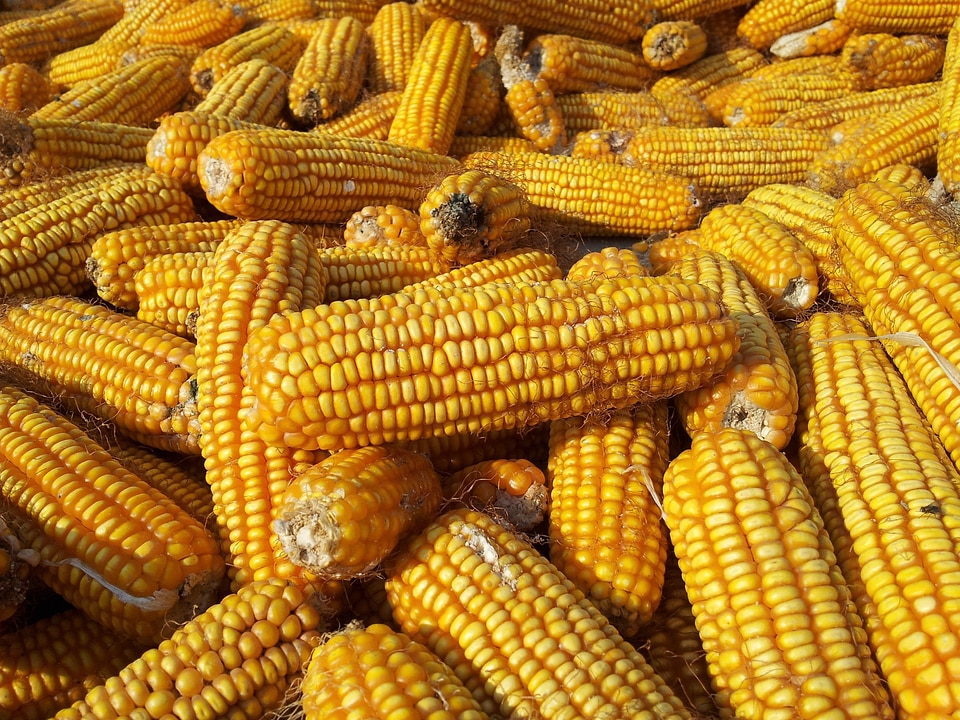 Fall food healthy