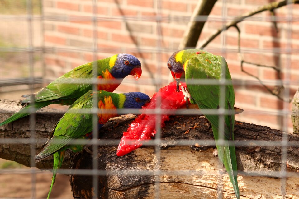 Parrot colorful zoo