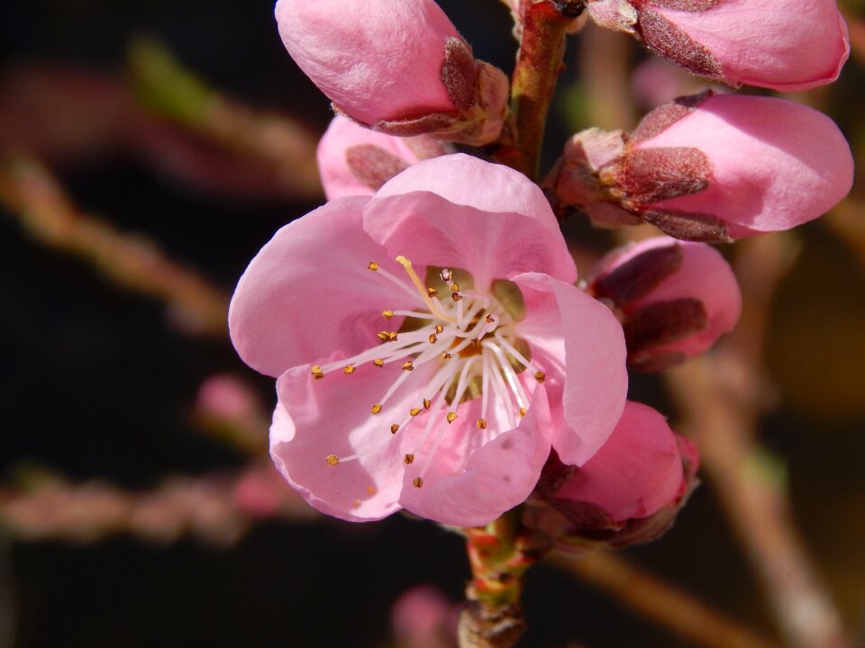 Pink happy easter blossom