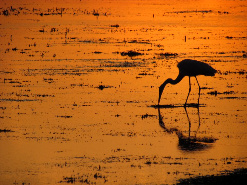 Evening red bird sea
