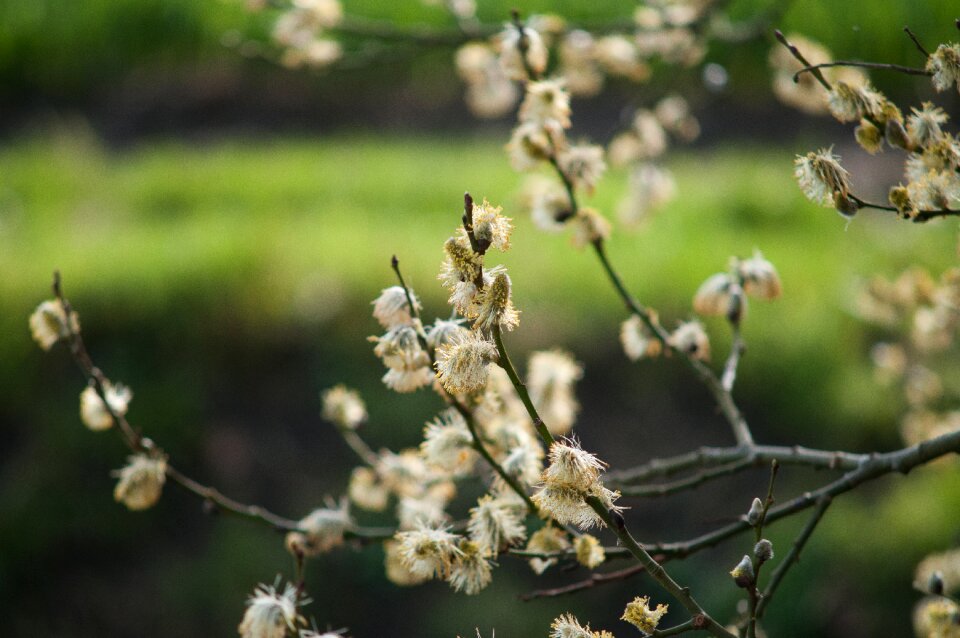 Landscape blossom branch