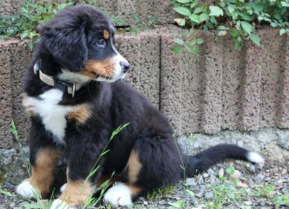 Small knuffig small dog