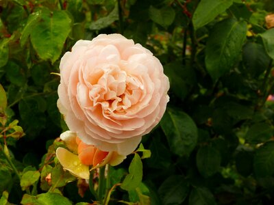 Pink rose garden roses flower garden