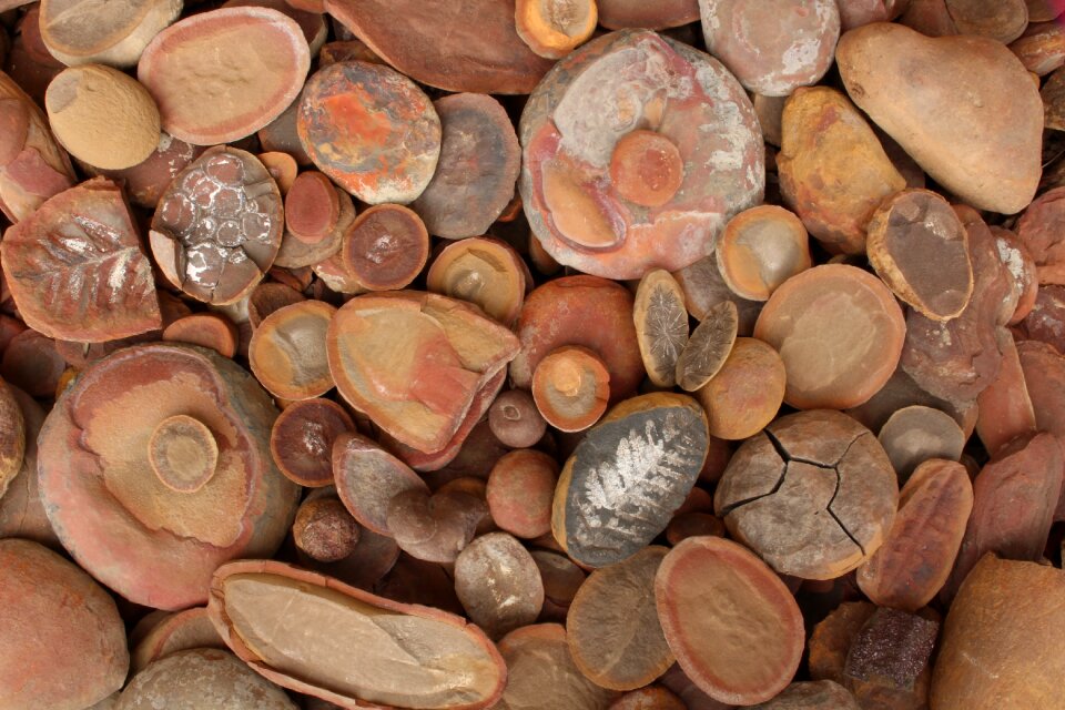 Mazon creek concretions circles