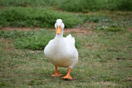 White animal photo