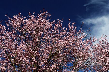 Tree japanese cherry trees cherry blossom photo
