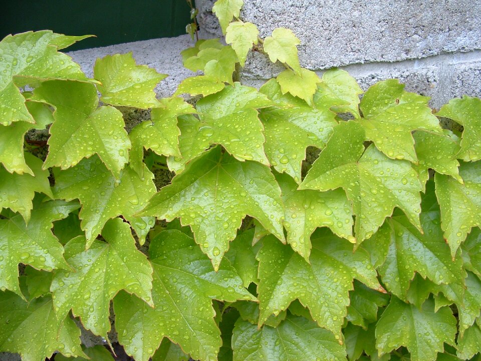Leaves konigsbrunn autumn leaf