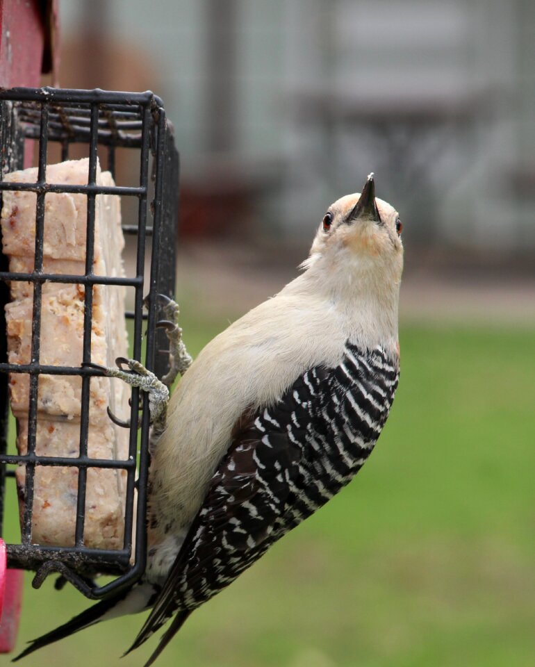 Feeder red-bellied woodpecker wildlife
