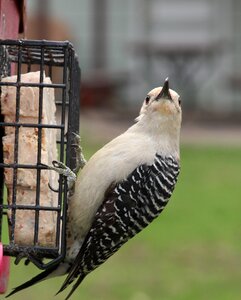 Feeder red-bellied woodpecker wildlife photo