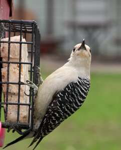 Feeder red-bellied woodpecker wildlife