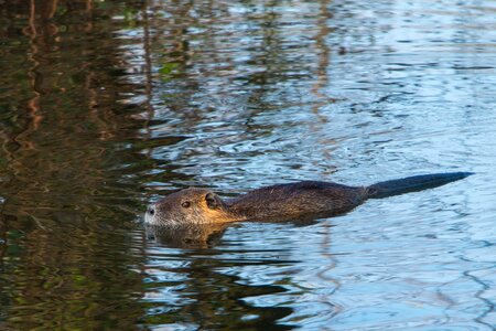 Animal world nature species of rodent photo