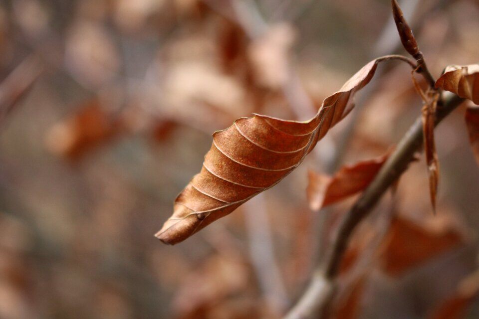 Nature brown golden autumn photo