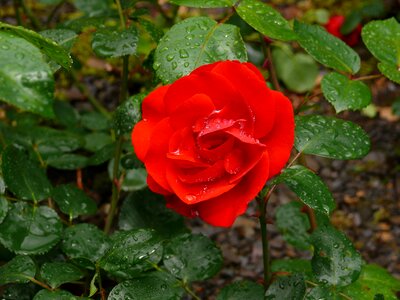 Blossom bloom rose bloom
