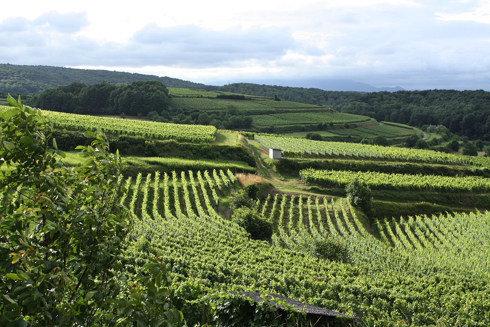 Germany kaiserstuhl landscape