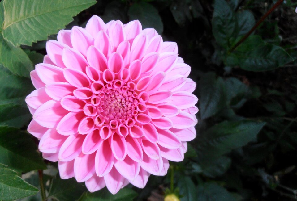 Flora ornamental plant blossom