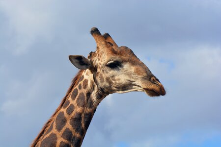 Safari wildlife