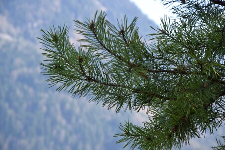 Nature conifer branch