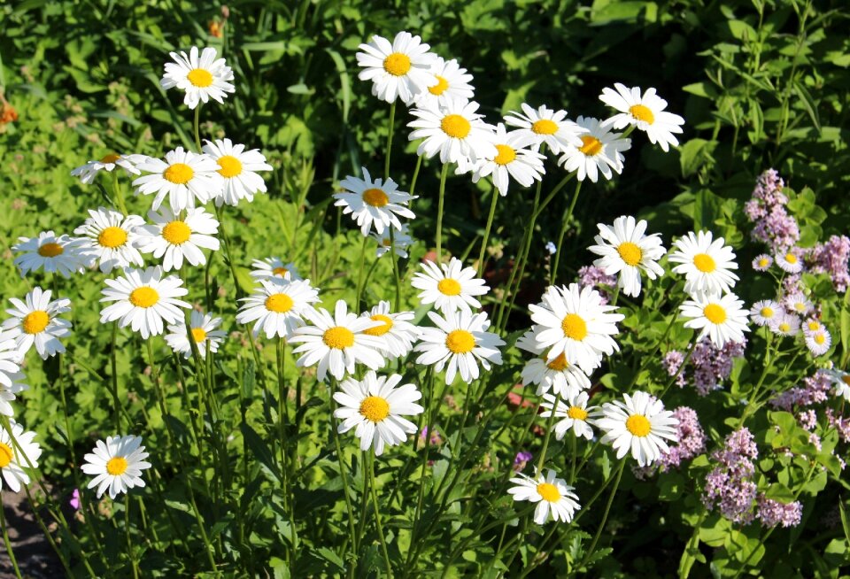 White flowers nature closeup