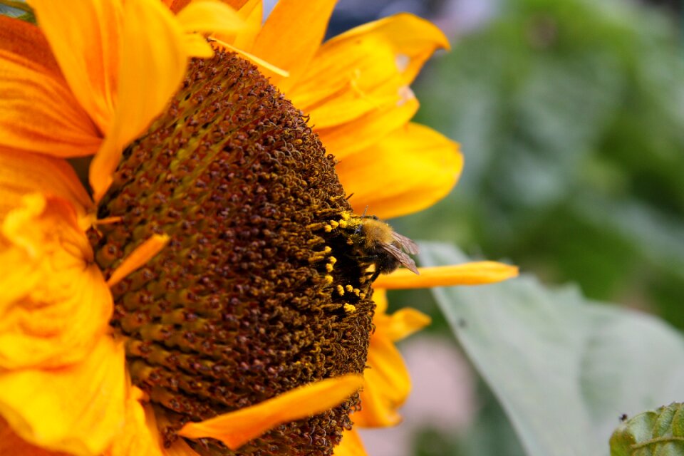 Plant nature flower