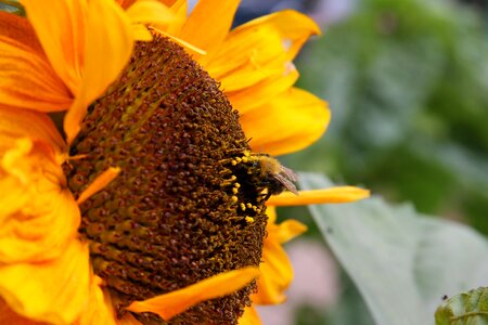 Plant nature flower