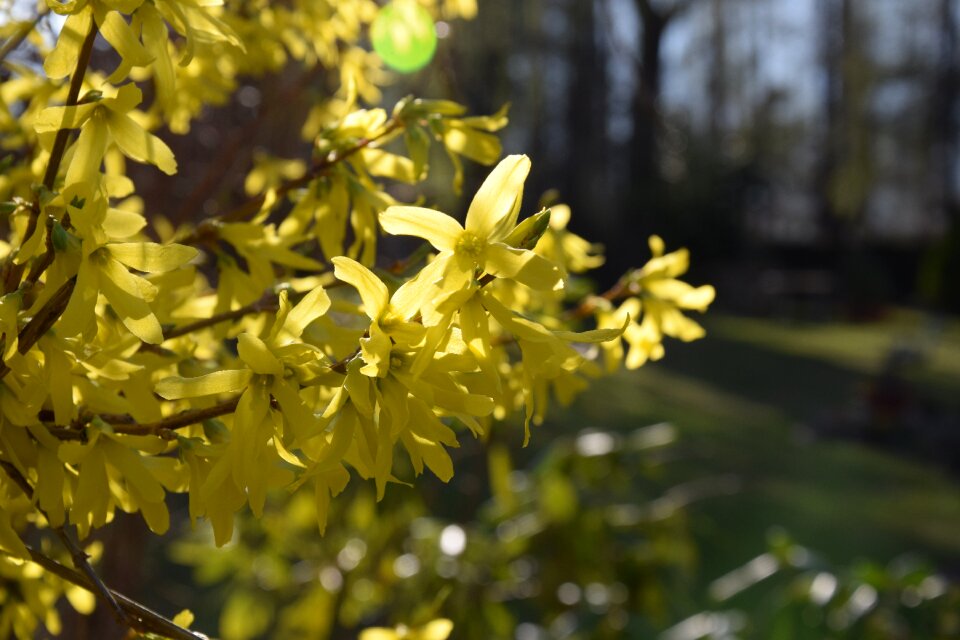 Nature yellow flower garden