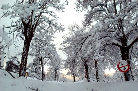 Icy white trees photo